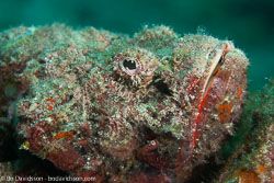 BD-161030-Pantar-4001-Scorpaenopsis-diabolus-(Cuvier.-1829)-[False-stonefish].jpg